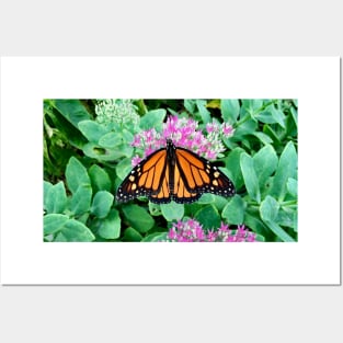 Monarch Butterfly Solo Posters and Art